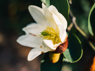 Fototapeta premium Magnolia flower