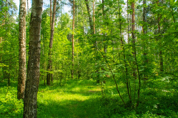 An empty glade in the forest. A clearing with grass and rays of sun between the trees.