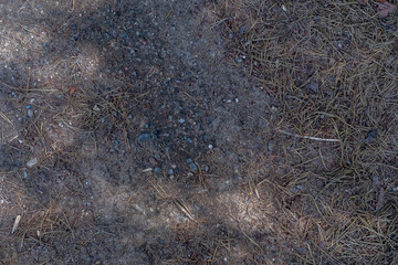 Forest background with dry pine needles. Empty background with ground in the park.