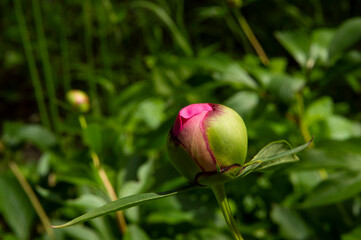 close-up: round unexpanded blossom of pale rose peony