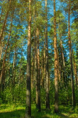 Fototapeta premium Pine trees in the forest in the bright orange light of the sun.
