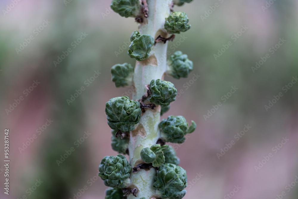 Wall mural brassica oleracea in garden