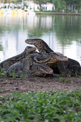 Monitor lizards live warmly in the tropics