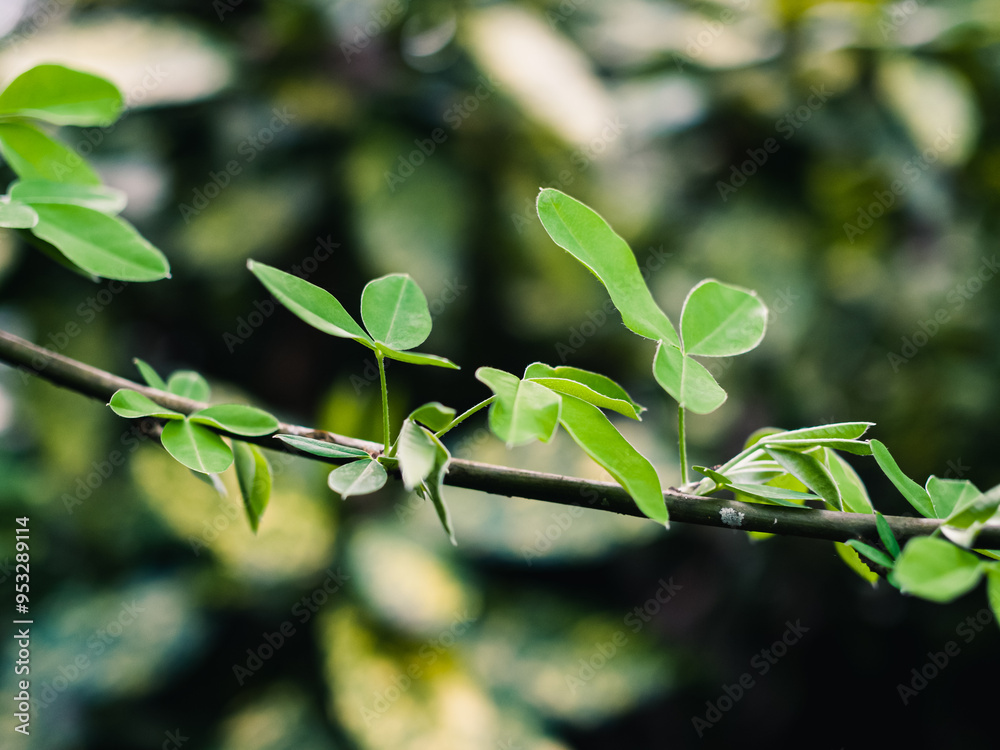 Poster green leaves on a branch