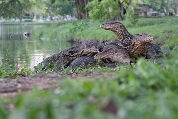 Together monitor lizards in Lumpini Park