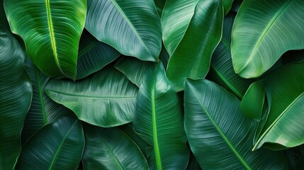 Obraz premium Tropical Green Leaves Pattern