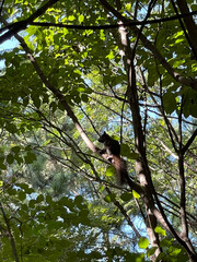 Korean wild squirrel