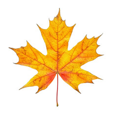 Fototapeta premium A vibrant autumn maple leaf in yellow and orange stands out against a transparent background, perfect for seasonal themes, autumn maple leaf on transparent background