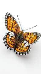 Naklejka premium Graceful Butterfly on a White Background. High Detailed Plain Background