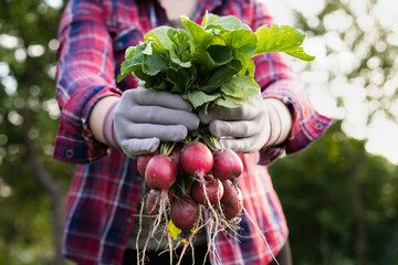 Close-up, organic fresh vegetables. The farmer has a fresh radish in his hands. Local food.