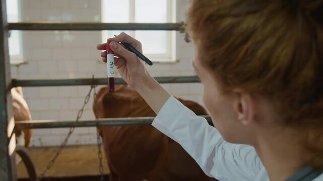 Medium rear closeup of young female vet holding test tube with cows blood sample, writing animal identification number on it, shaking vial, studying it against light, while treating sick cow on farm
