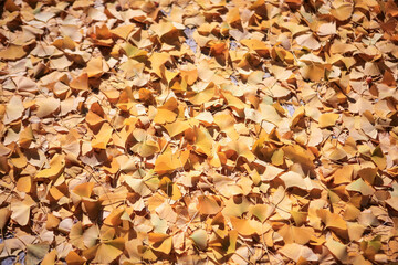 yellow ginkgo leaves fallen on the ground in autumn