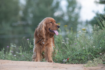 A beautiful cocker spaniel plays on the field.