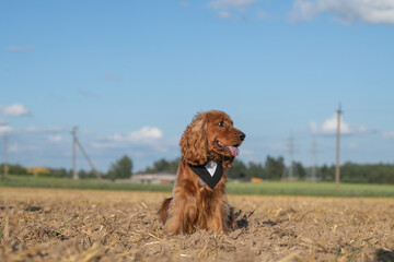 A beautiful cocker spaniel plays on the field.