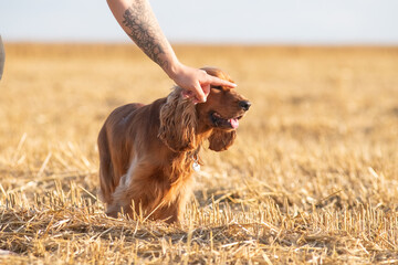 A beautiful cocker spaniel plays on the field.