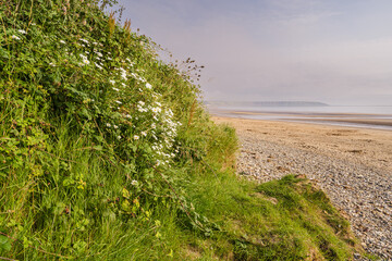 Wildflowers on the cliffs near Primrose Valley North Yorkshire