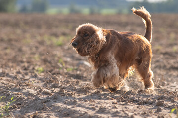 A beautiful cocker spaniel plays on the field.