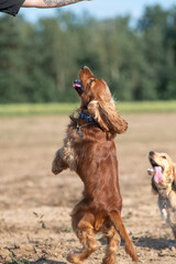 A beautiful cocker spaniel plays on the field.