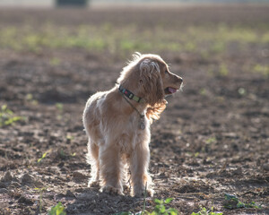 A beautiful cocker spaniel plays on the field.