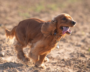 A beautiful cocker spaniel plays on the field.