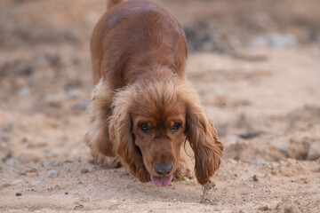 A beautiful cocker spaniel plays on the field.
