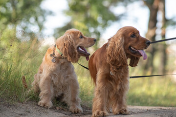 A beautiful cocker spaniel plays on the field.