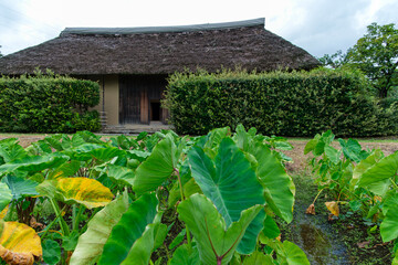 茅葺屋根と畑