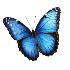 Fototapeta premium The striking blue butterfly captures attention with its vivid colors while perched immobile against the PNG backdrop, beautiful blue butterfly on transparent background
