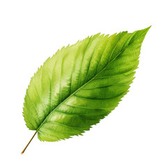 Obraz premium Watercolor Elm Leaf Isolated on a Transparent Background