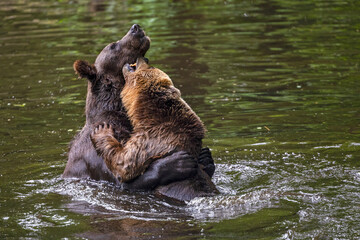 Obraz premium Two brown bear are thoroughly enjoying play-fighting in the water. Bears, animals, family, mammals, predators, freedom in captivity, fun, play, playing, water fun