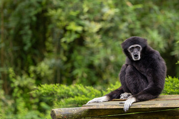 A white-handed gibbon sits on a wooden platform calling