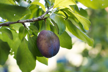 Ripe plum fruit hanging on a tree, gardening.
