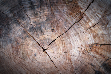 Cross section of old tree trunk, with annual growth rings and saw marks, background.