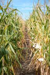 Ripe corn cobs ready for harvest.
