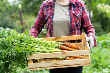 A good harvest of carrots in women's hands close-up, organic vegetables from the garden