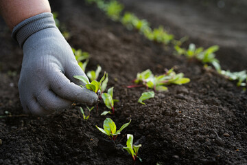 removal of weeds in the garden, getting rid of weeds in the garden, weeds in women's hands
