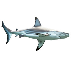 Obraz premium Hammerhead shark object isolated on transparent png.