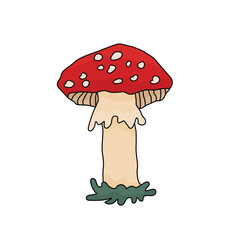 Fly agaric amanita, magic toxic mushroom with red cap and white dots. Line cartoon style of forest poisonous mushroom or medicinal plant. Isolated vector illustration with grass on a white background