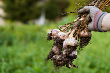 garlic harvesting close-up of gloved hands, gardening vegetables