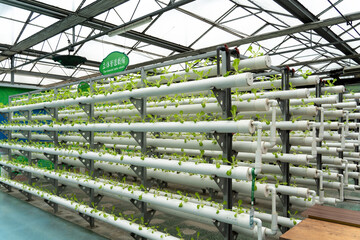 plant growing in pipe in greenhouse