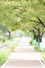 empty road with green trees