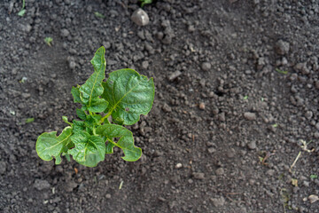 protection of potato leaves from colorado beetle, pest control of the garden, gnawed leaves of potato tops