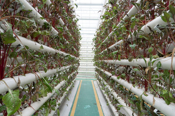 plant in pipe in greenhouse