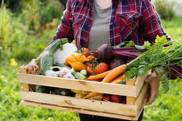 a farmer woman holds a wooden box with fresh harvested vegetables in the setting sun, a close-up photo with a place for text. Concept: biology, bio-products, bioecology, vegetarianism, veganism