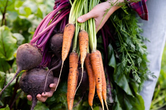 bio vegetables in the hands of a farmer, carrots and beets dug out of the ground, a good harvest of eco products
