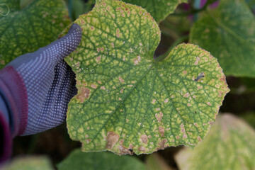 Dry and yellow cucumber leaves, the concept of problems in the garden