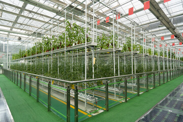 tomato tree in greenhouse