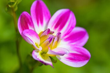 Nahaufnahme einer Dahlie, Bl&uuml;te - NO AI