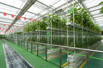 tomato tree in greenhouse