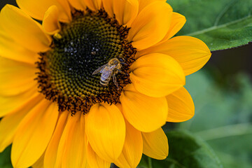 Honey Bee on Sunflower in Detail, Macro